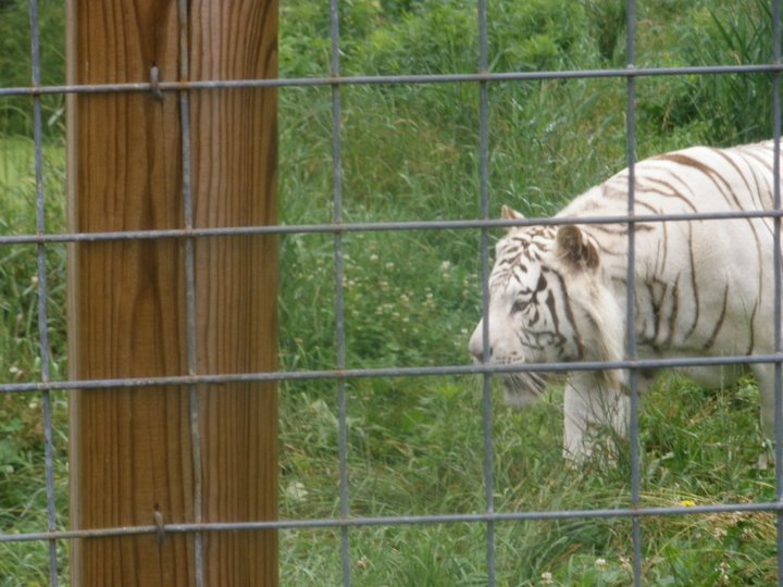 Navarro the White Tiger