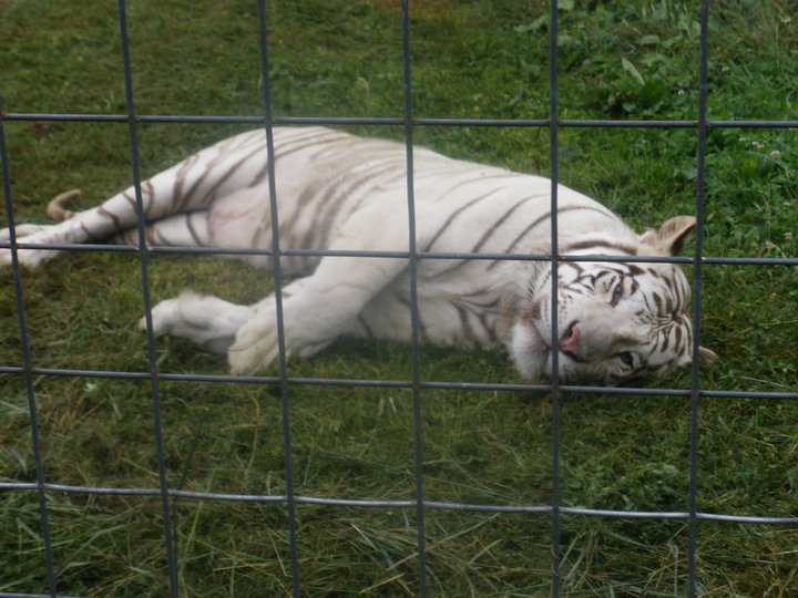 Navarro the White Tiger