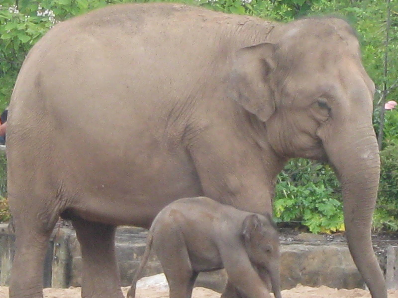 Nayan, Asian Elephant Calf and family