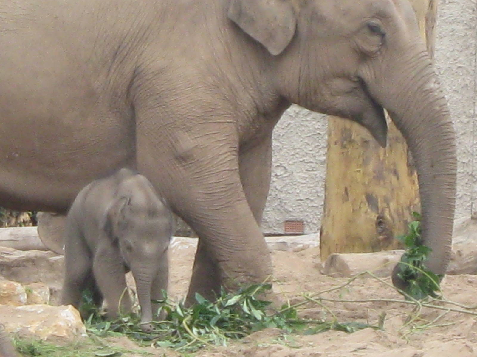 Nayan, Asian Elephant Calf and family