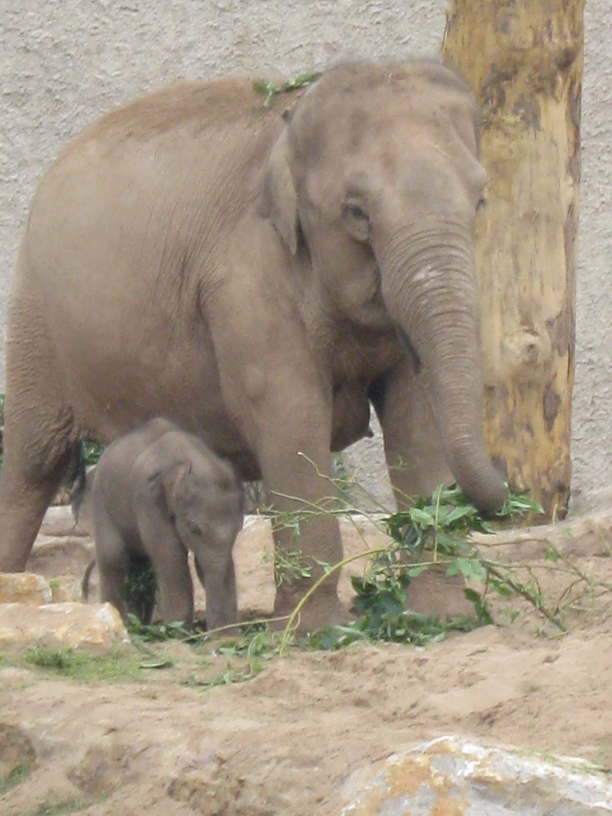 Nayan, Asian Elephant Calf and family