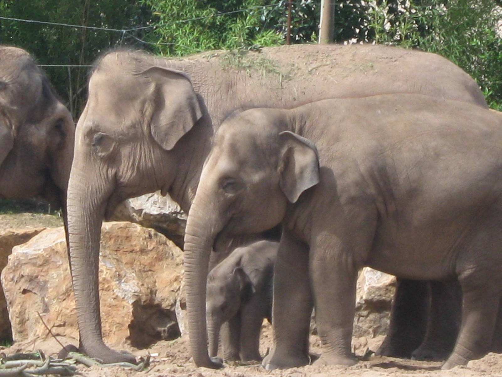 Nayan, Asian Elephant Calf and family