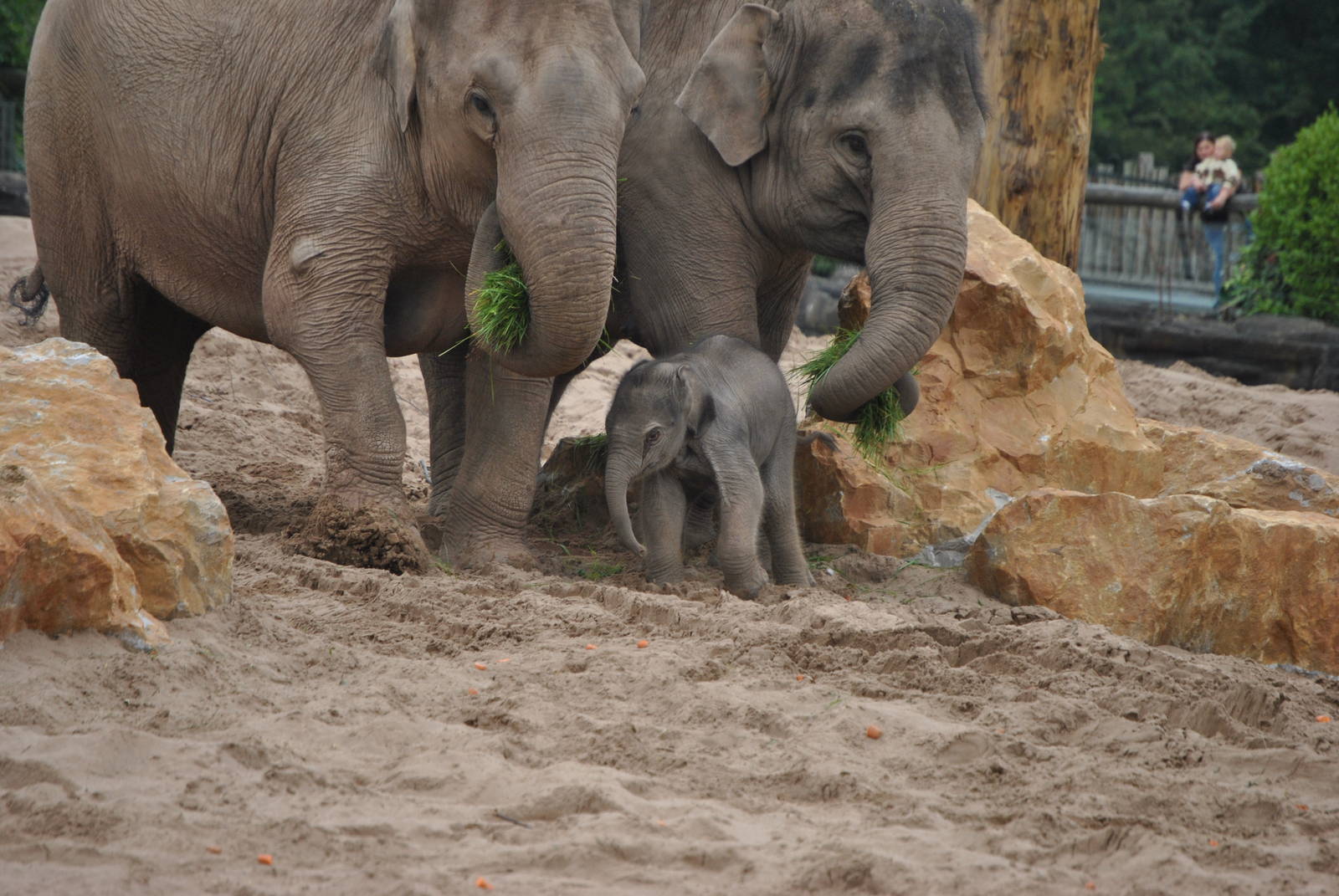 'Nayan' Asian Elephant Calf