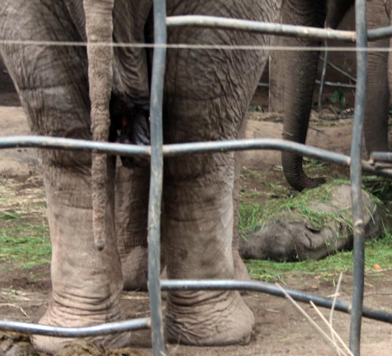 Nayan asleep under the feeding net