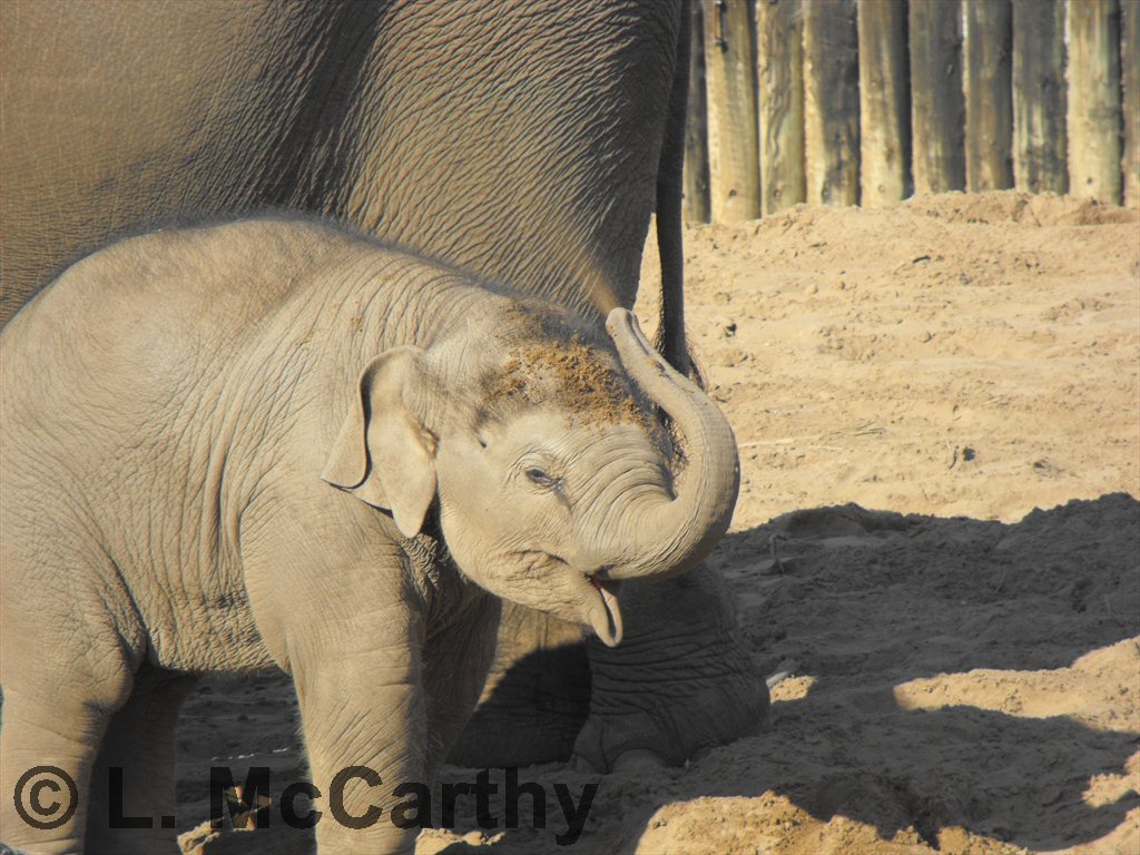 Nayan Enjoying His Sand Bath