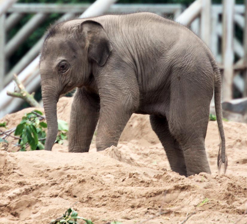 Nayan - male Asian elephant