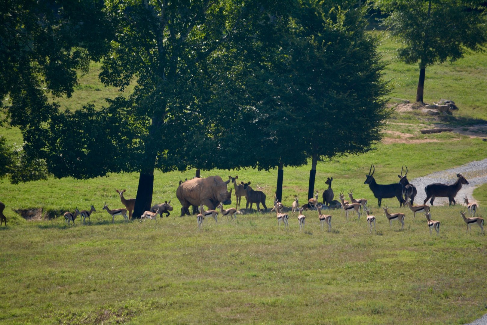 NC Zoo: 13 Day old White Rhino & Mother