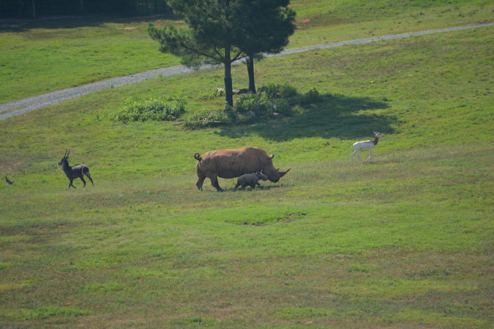 NC Zoo: 13 Day old White Rhino & Mother