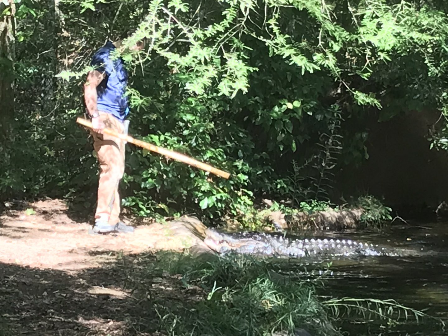 NC Zoo: Alligator Feeding