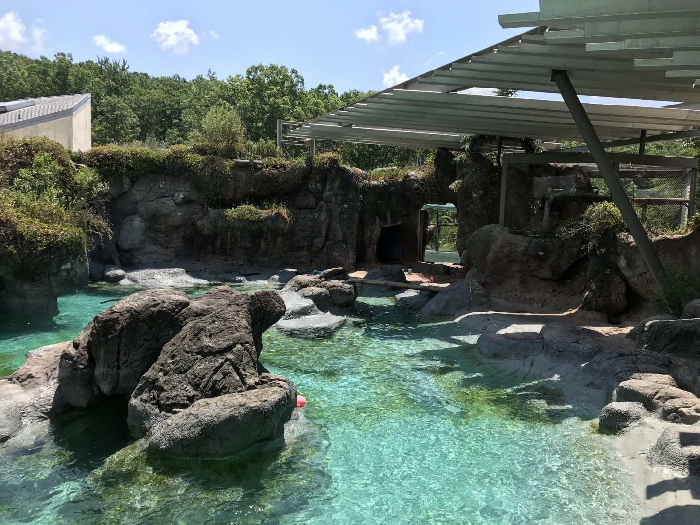 NC Zoo: California Sea Lion & Harbor Seal Exhibit