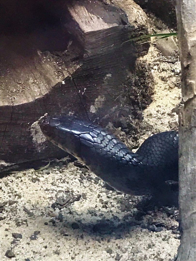 NC Zoo: Eastern Indigo Snake