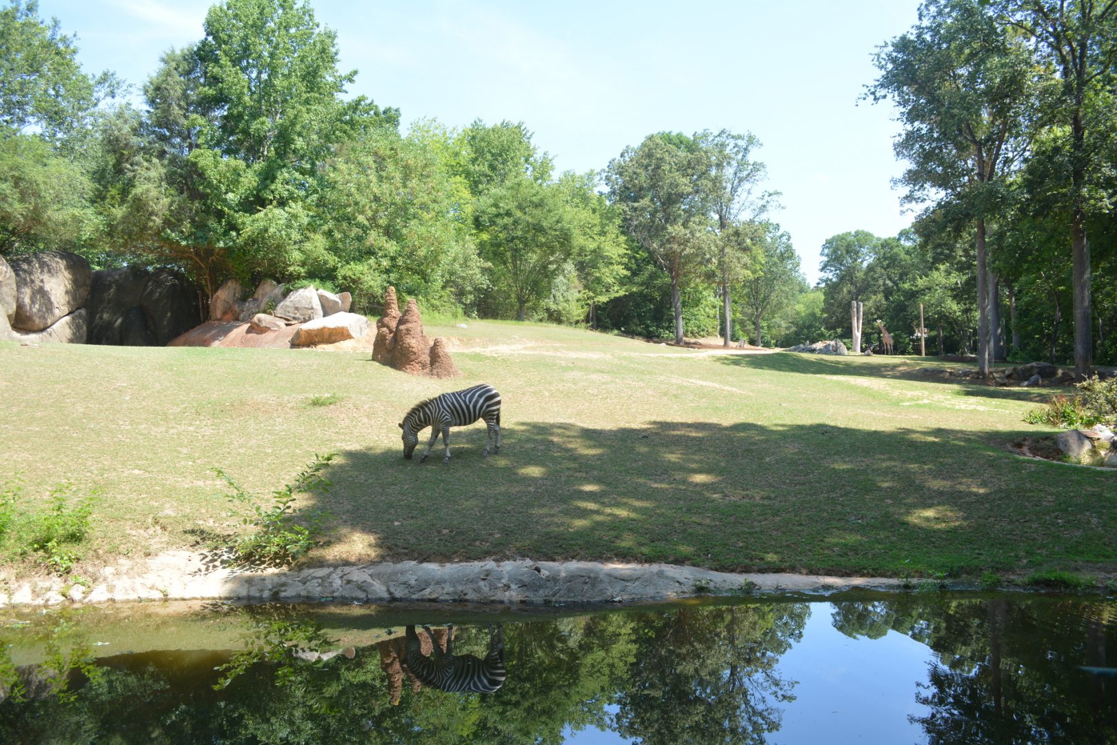 NC Zoo: Giraffe, Common Zebra, and Ostrich Exhibit