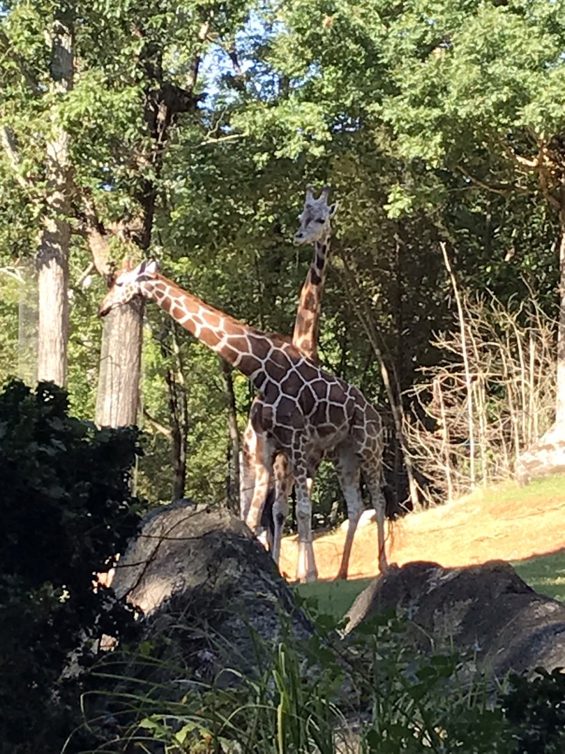 NC Zoo: Giraffes 'Jack' and 'Turbo' Necking