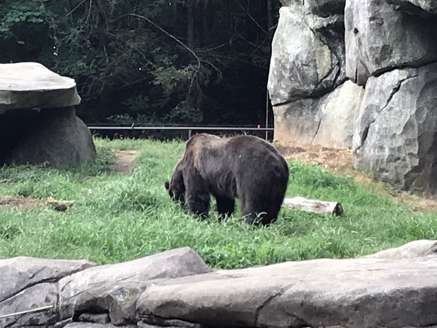 NC Zoo: Grizzly Bear 'Ronan'