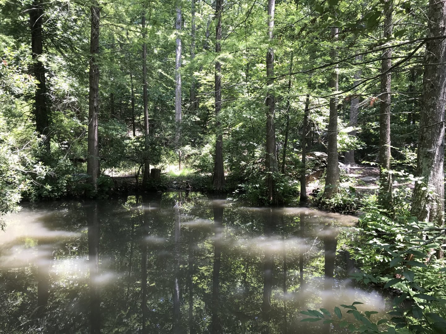 NC Zoo: Largest Alligator exhibit