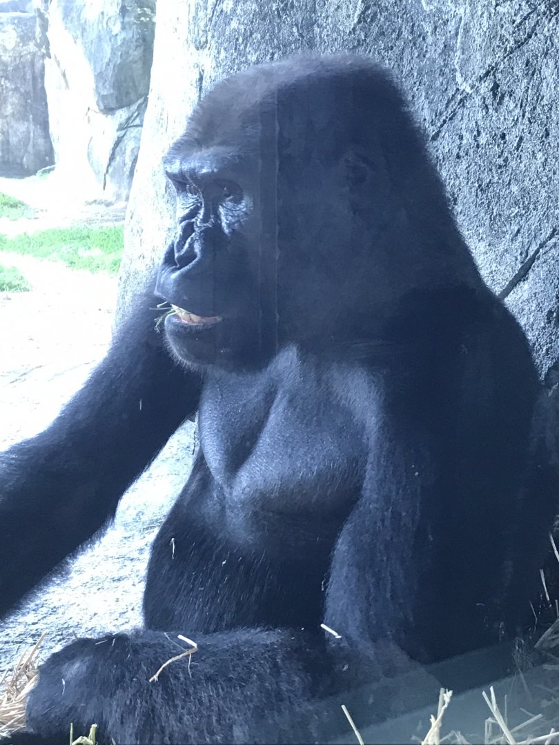 NC Zoo: Lowland Gorilla
