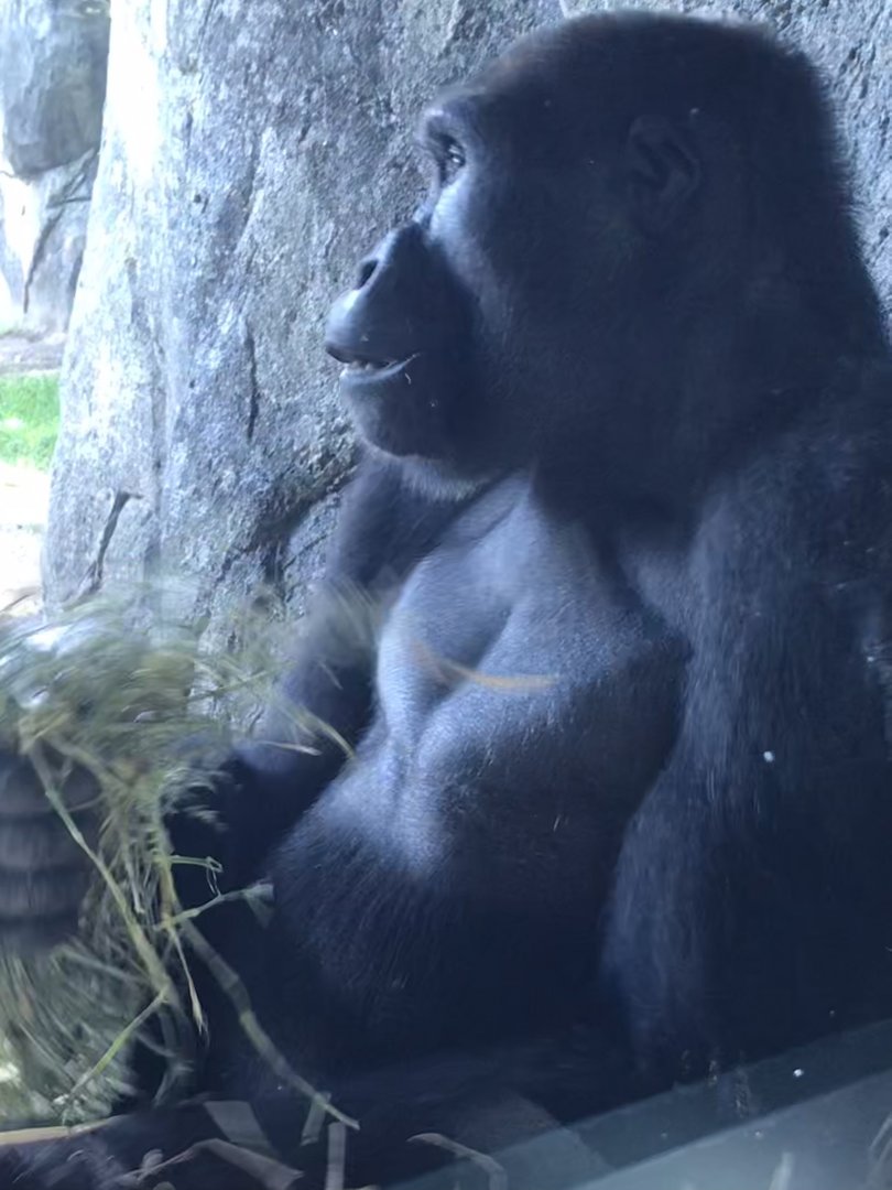 NC Zoo: Lowland Gorilla