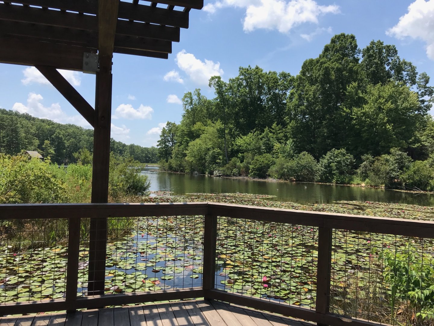 NC Zoo: Marsh Boardwalk