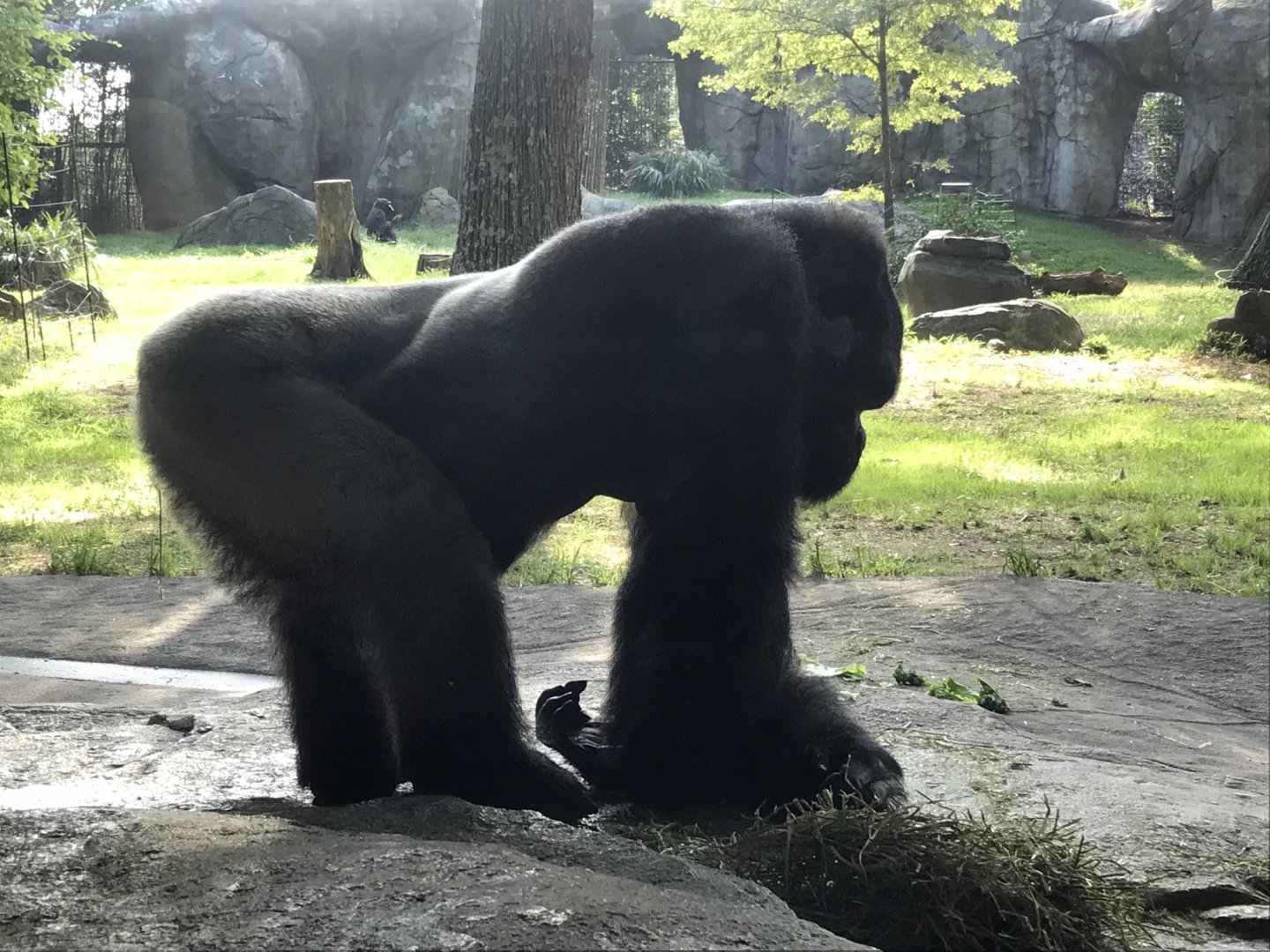 NC Zoo: 'Mosuba'