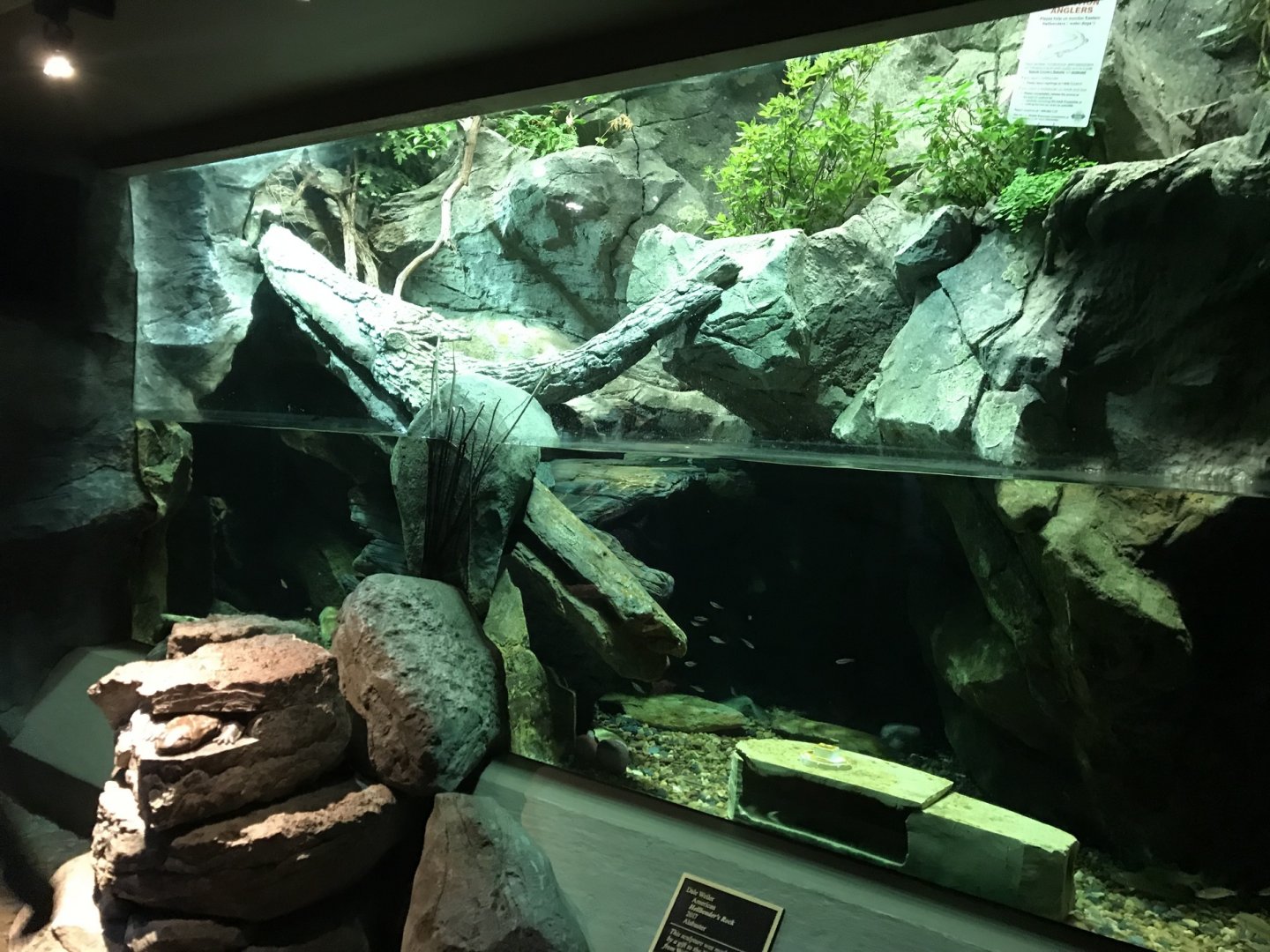 NC Zoo: New Hellbender Display