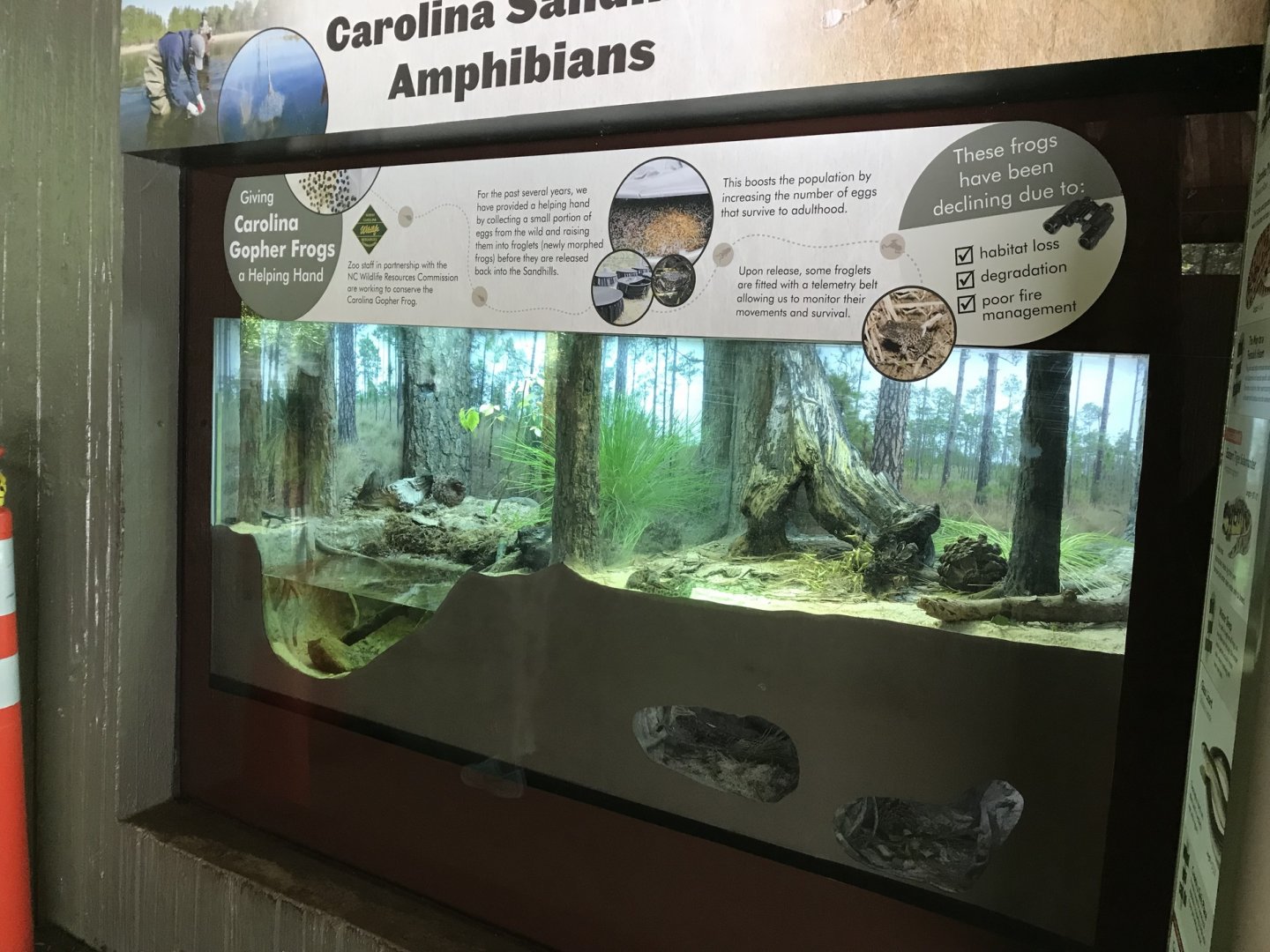 NC Zoo: New Native Reptile Display