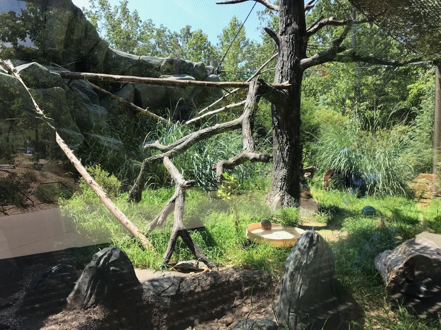NC Zoo: Ocelot Exhibit