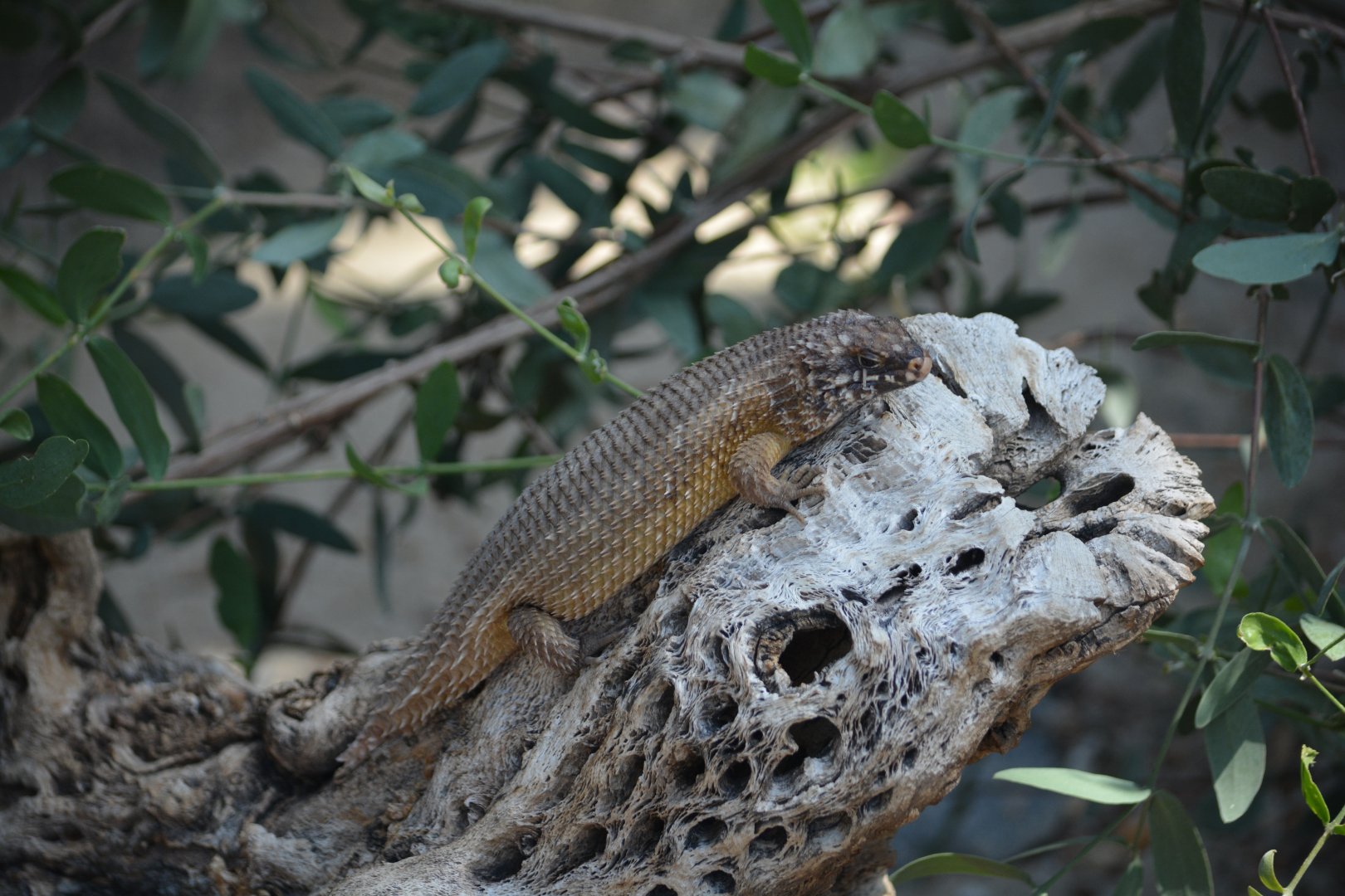 NC Zoo - Unknown Lizard