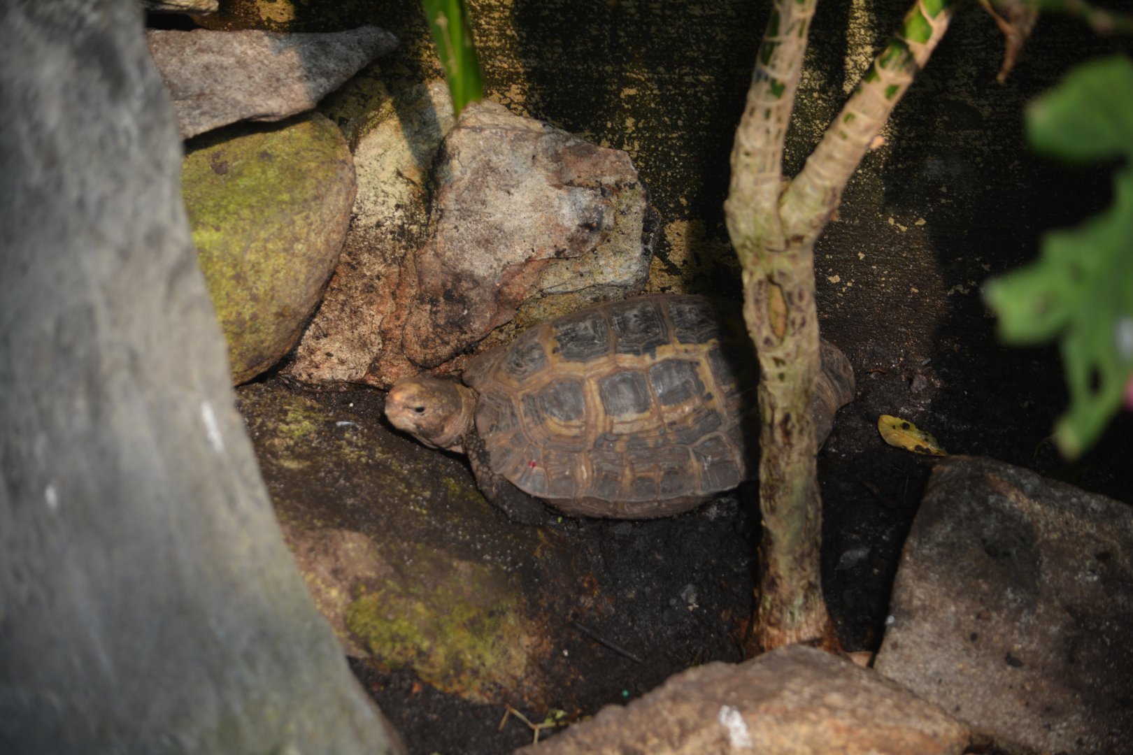 NC Zoo - Unknown Tortoise
