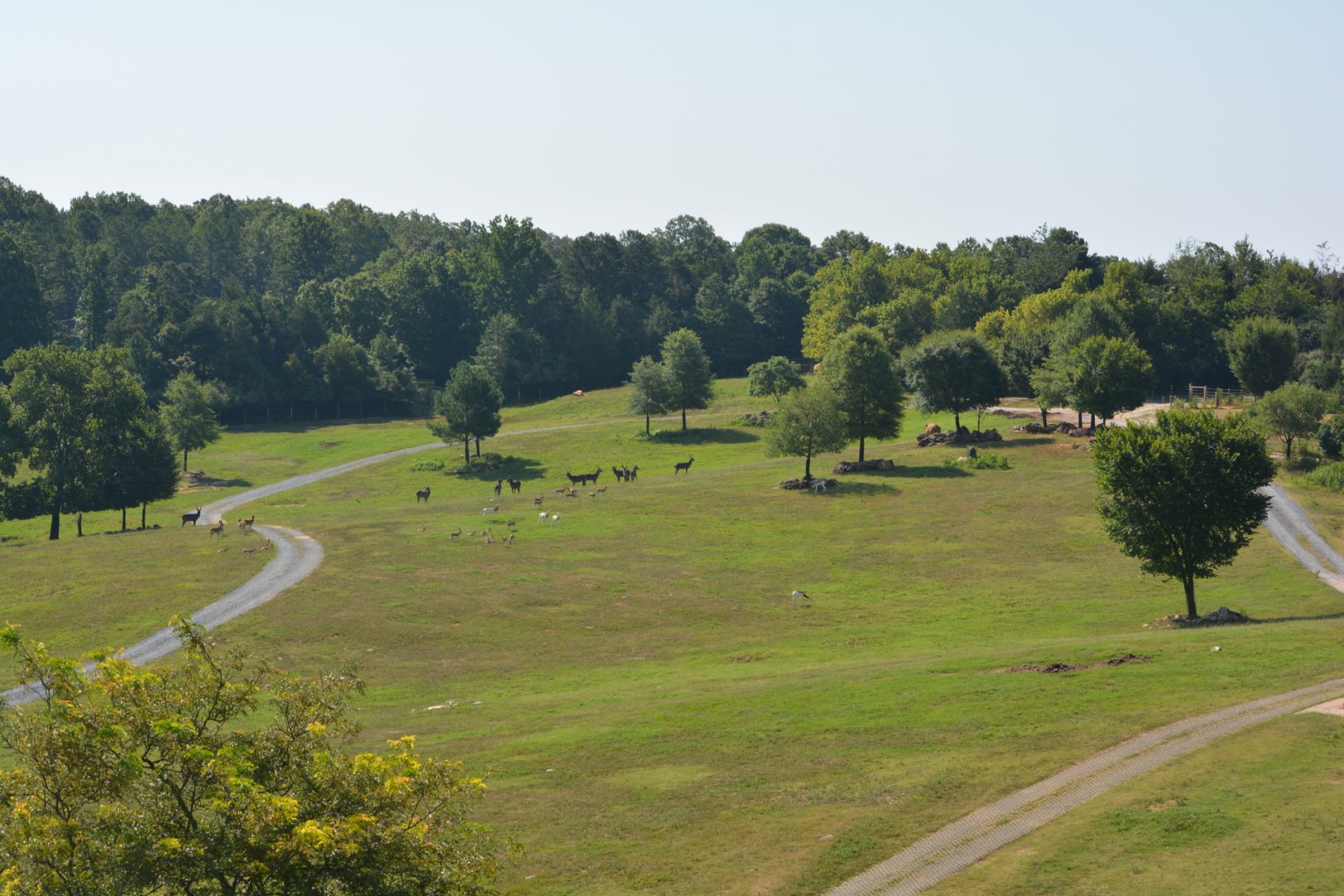 NC Zoo: Watani Grasslands (South End of Habitat)