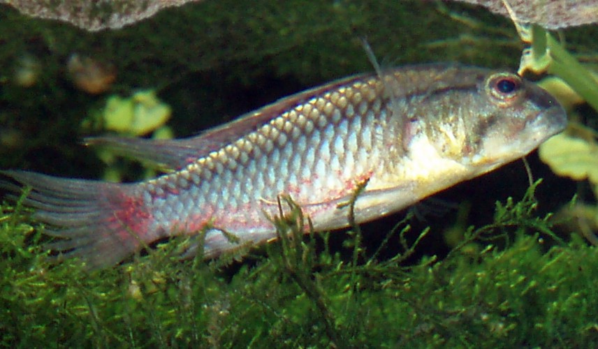 Ncheni Type Haplochromis (Dimidiochromis dimidiatus)
