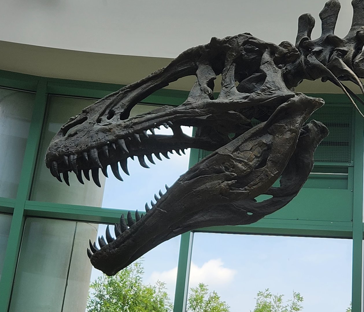 NCMNS - Acrocanthosaurus skull closeup
