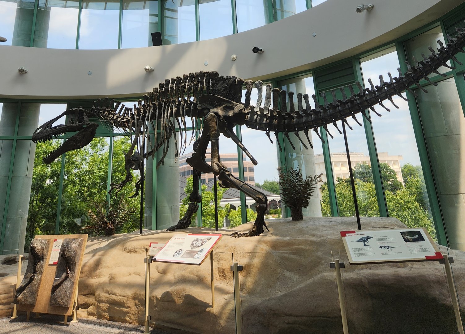 NCMNS - Acrocanthosaurus