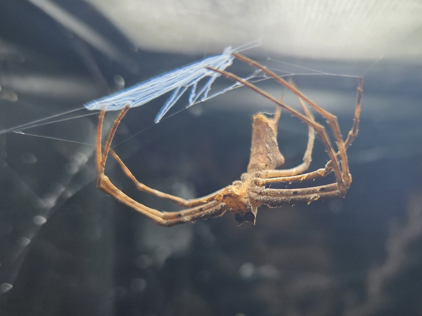 NCMNS - Asianopis aspectans