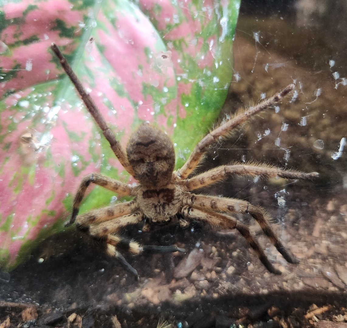 NCMNS - Barylestis occidentalis