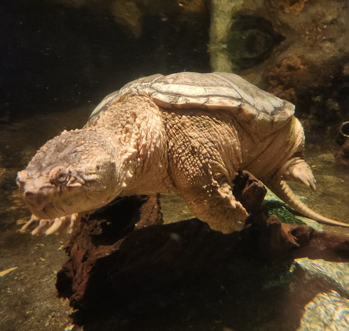 NCMNS - Common Snapping Turtle