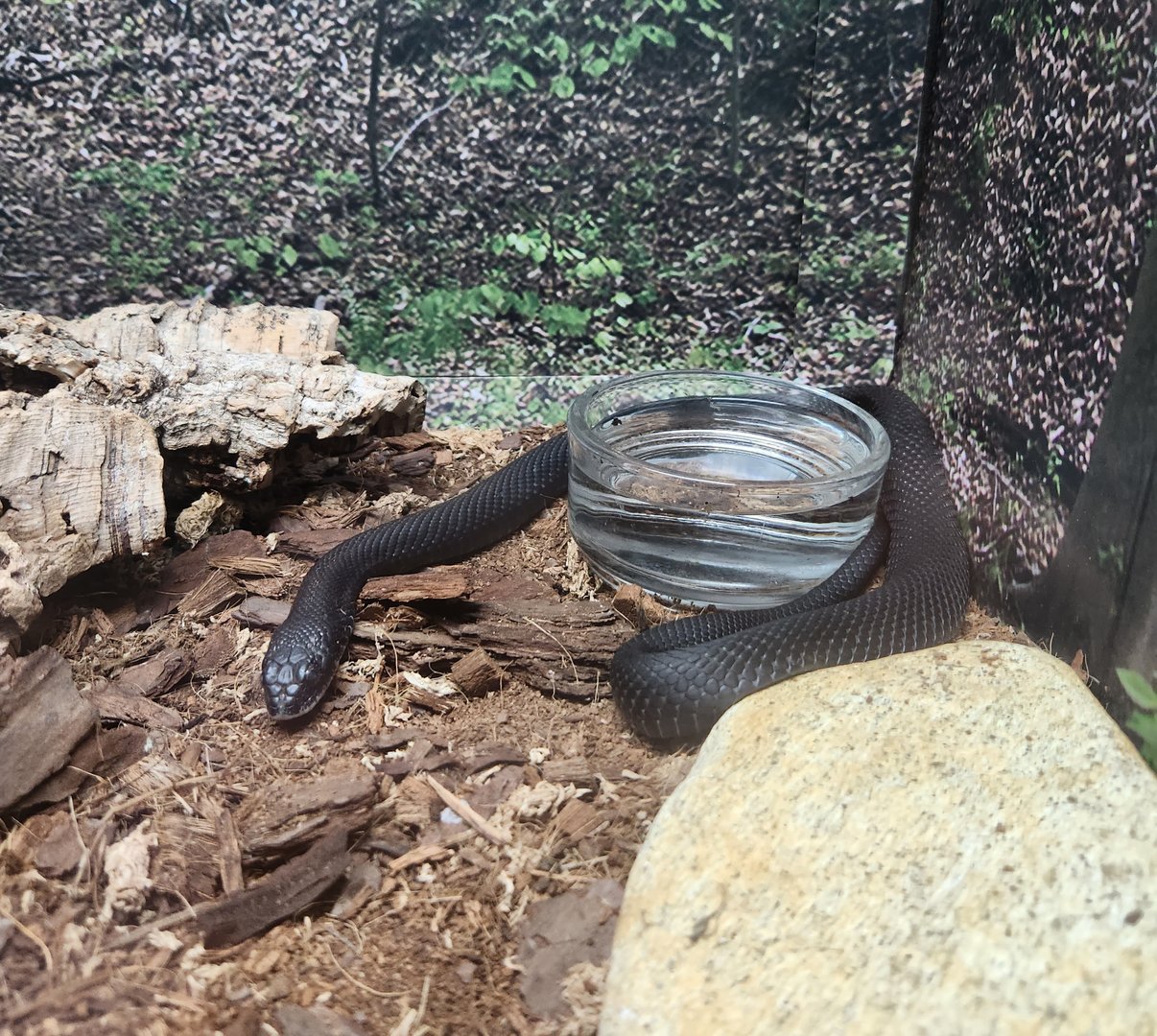 NCMNS - Eastern Hognose Snake