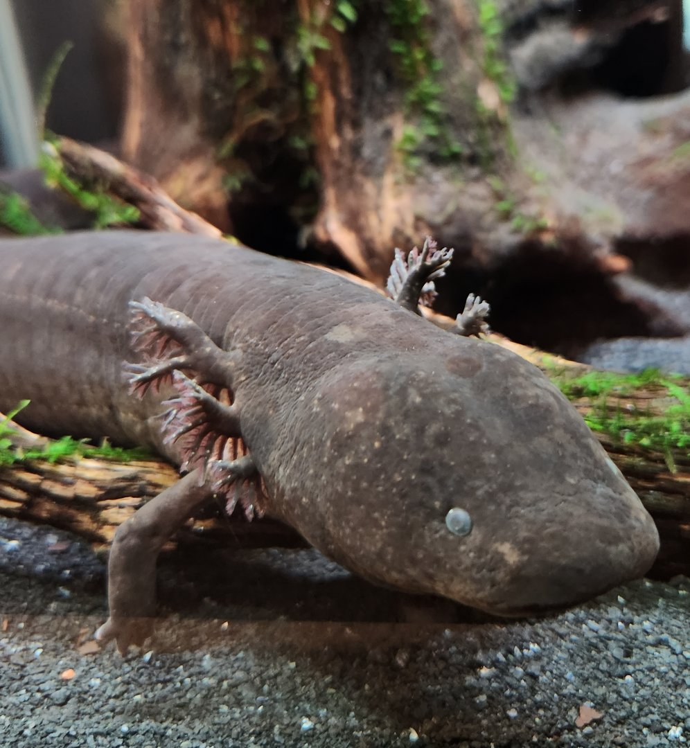 NCMNS - Greater Siren