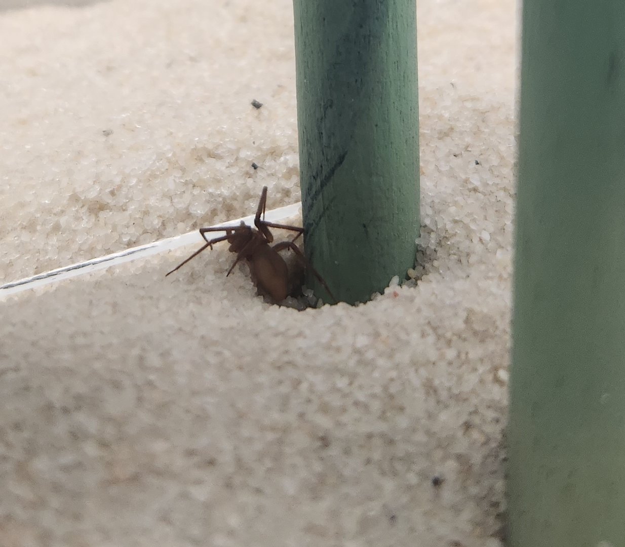 NCMNS - Loxosceles reclusa