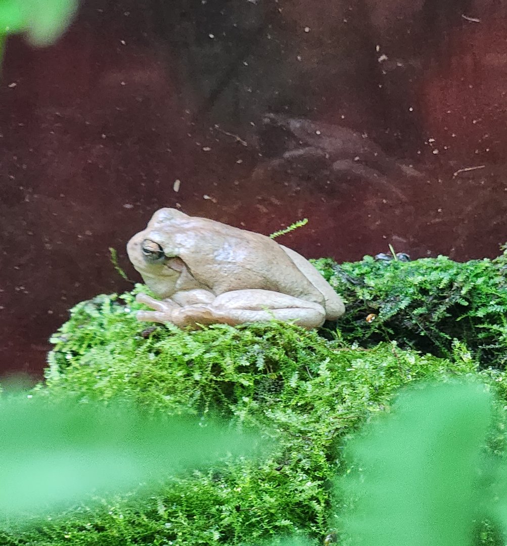 NCMNS - Pinewoods Tree Frog