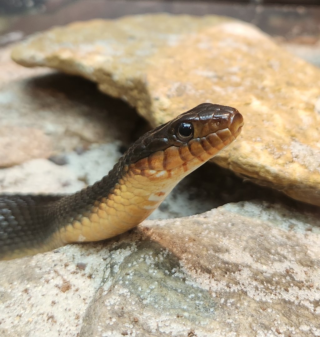 NCMNS - Plain-bellied Water Snake
