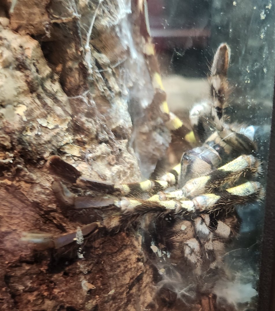 NCMNS - Poecilotheria regalis