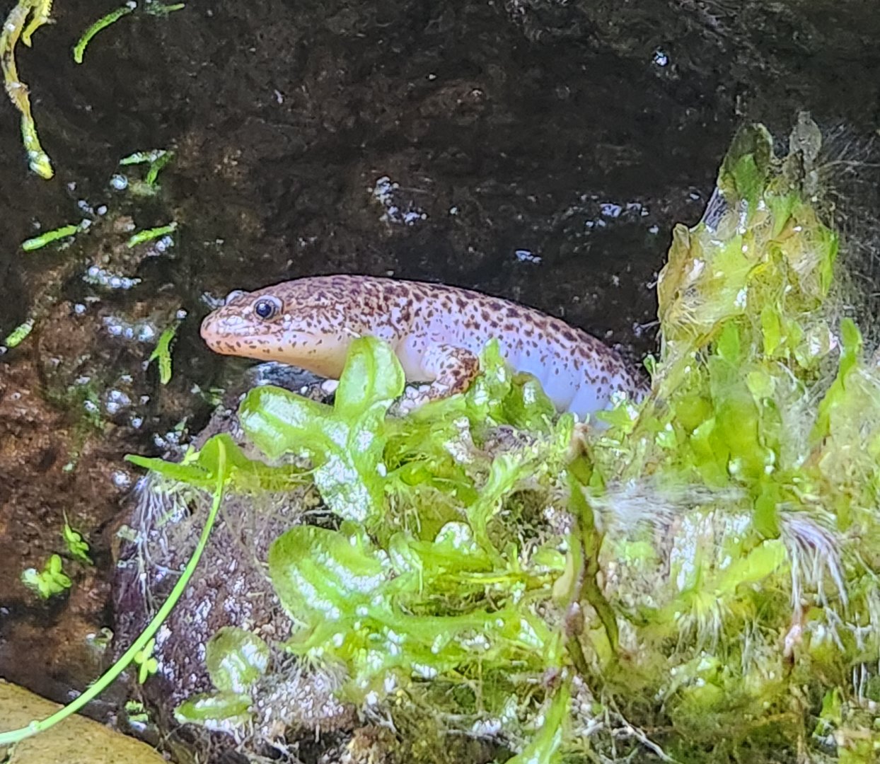 NCMNS - Red Salamander