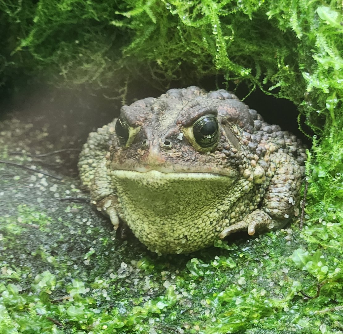 NCMNS - Southern Toad