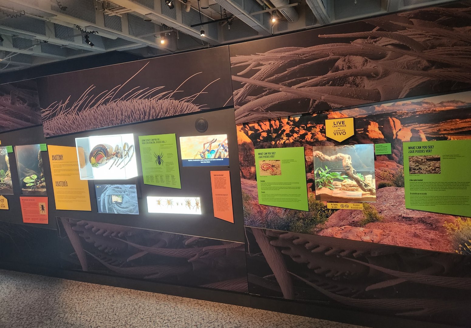 NCMNS - "SPIDERS: Fear to Fascination" info wall