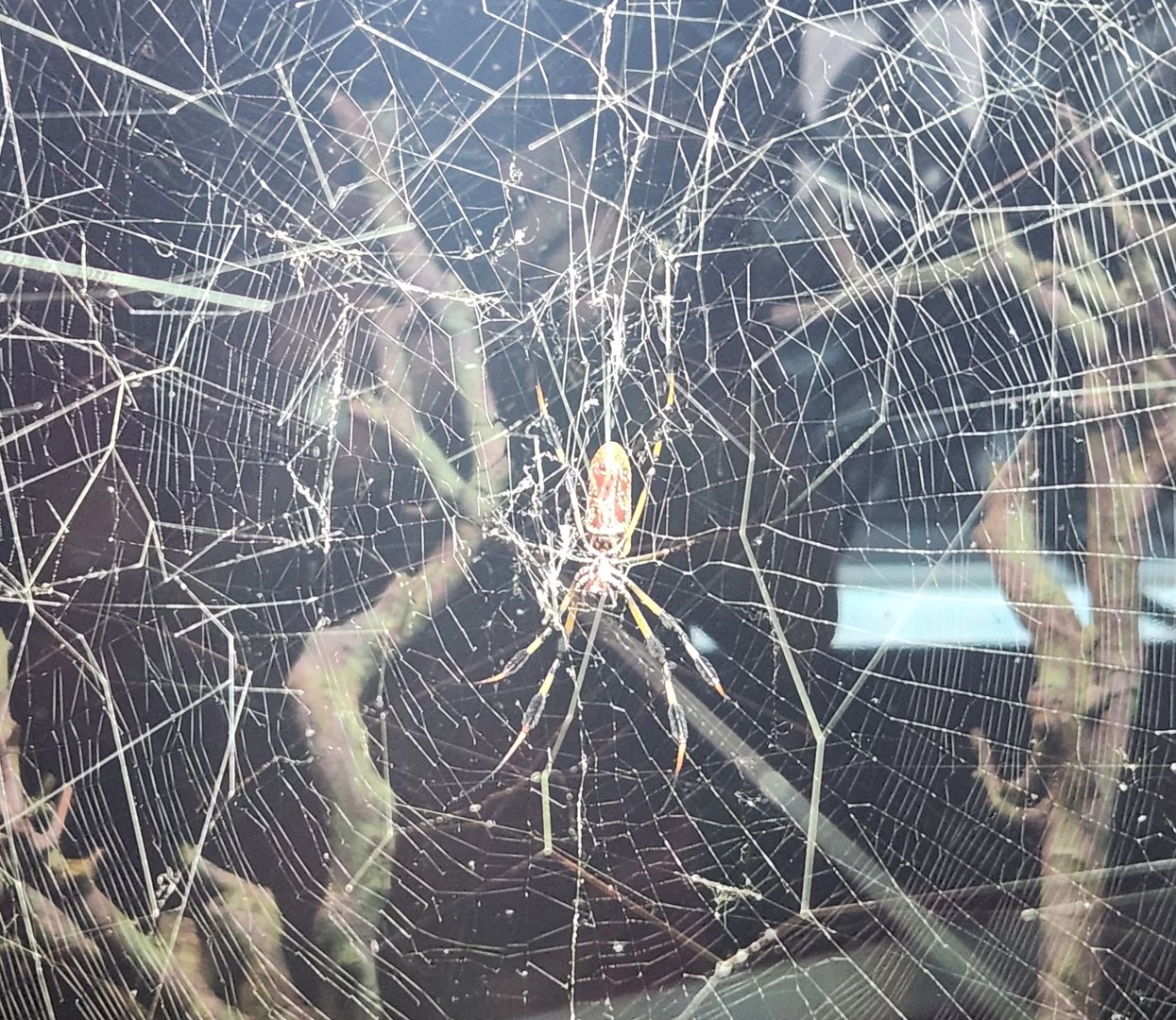 NCMNS - Trichonephila clavipes