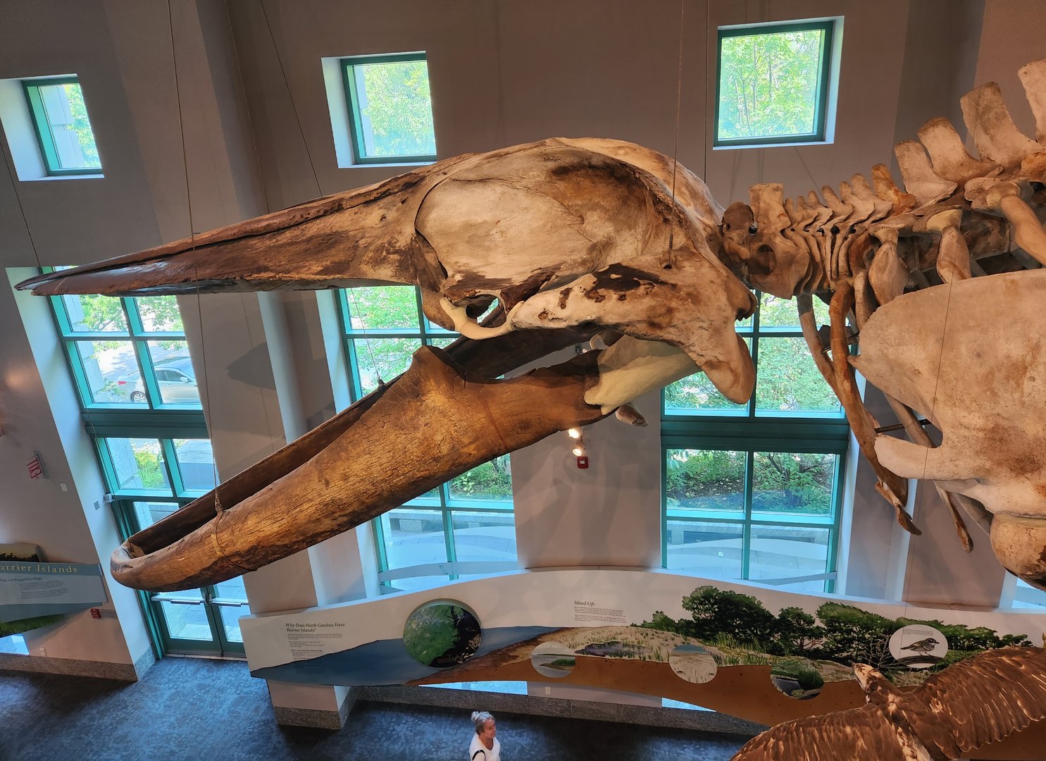 NCMNS - Whale skeleton