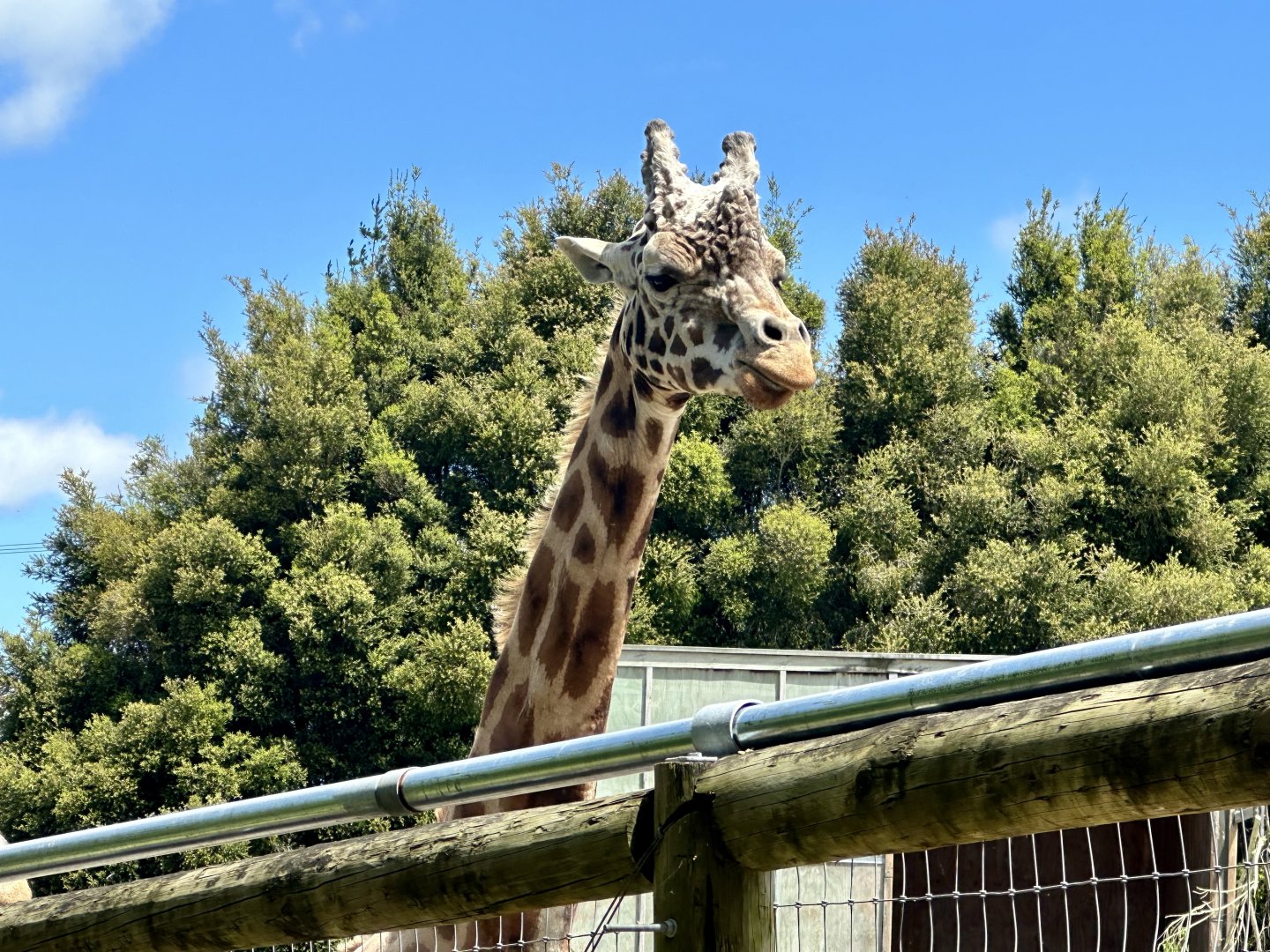 Ndale (Bull Giraffe)