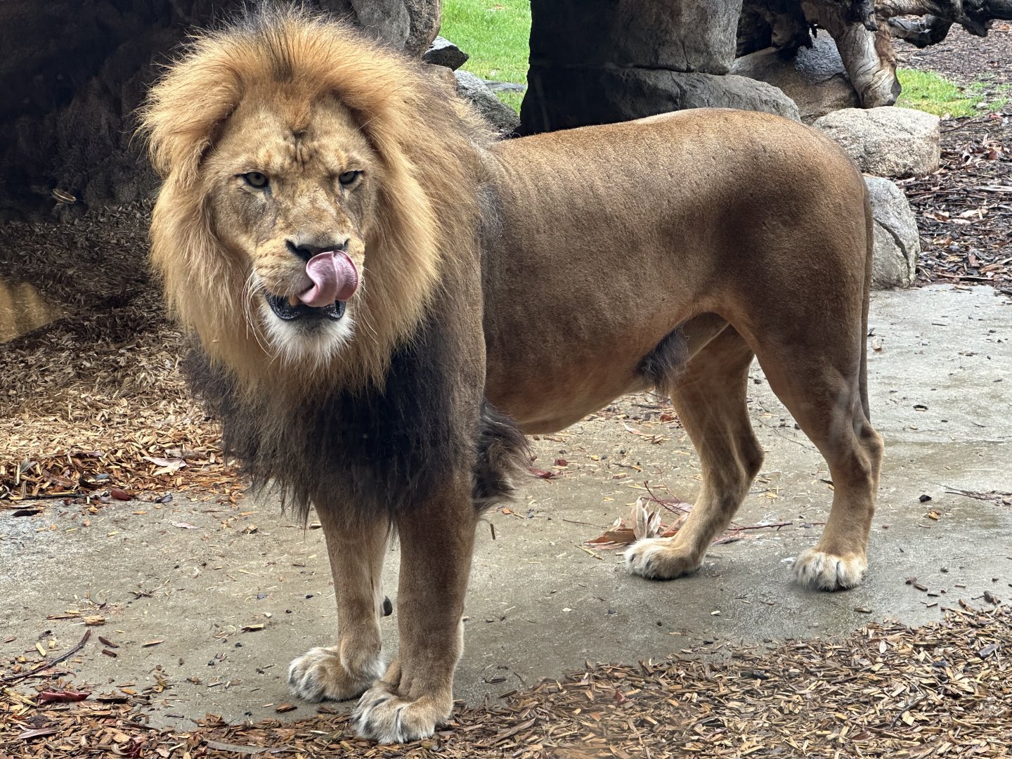 Ndidi (African Lion)