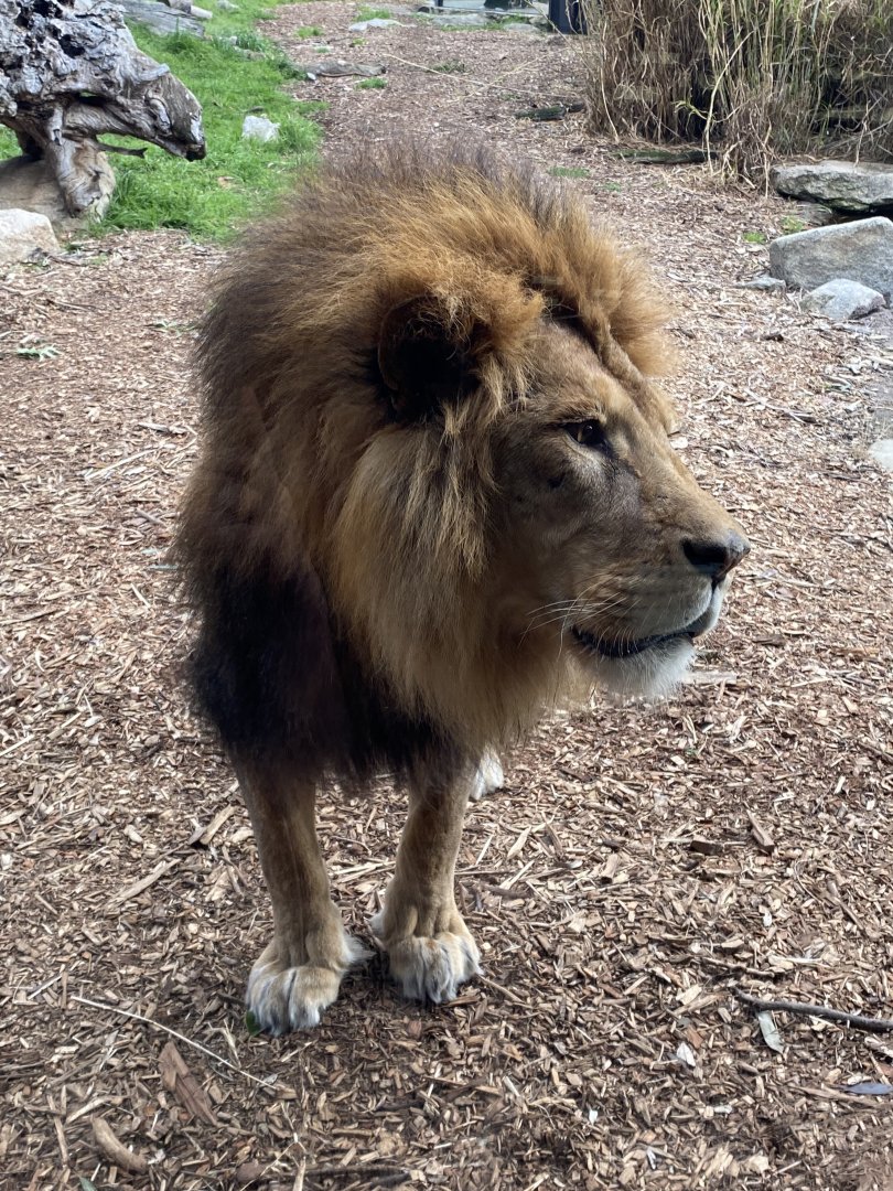 Ndidi - African Lion