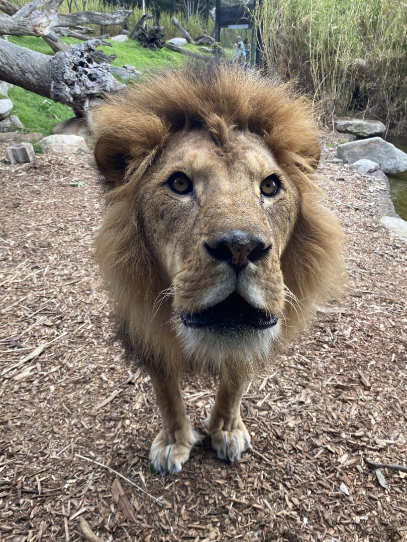 Ndidi - African Lion